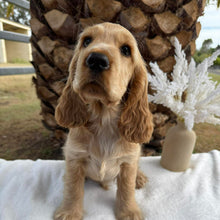 Load image into Gallery viewer, WIGGLES - Male Cocker Spaniel - Ready Now