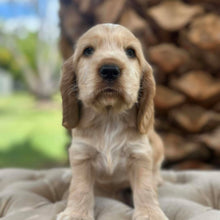 Load image into Gallery viewer, WIGGLES - Male Cocker Spaniel - Ready Now