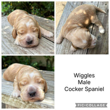Load image into Gallery viewer, WIGGLES - Male Cocker Spaniel - Ready 27th Jan