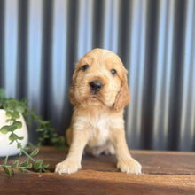Load image into Gallery viewer, WIGGLES - Male Cocker Spaniel - Ready 27th Jan