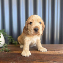 Load image into Gallery viewer, WIGGLES - Male Cocker Spaniel - Ready 27th Jan