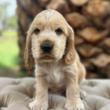 Load image into Gallery viewer, WIGGLES - Male Cocker Spaniel - Ready Now