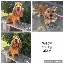 Load image into Gallery viewer, WENDY - Female Cocker Spaniel - Ready 27th Jan