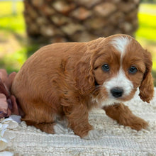 Load image into Gallery viewer, WILLOW - Female Mini Cavoodle - Ready 17th June
