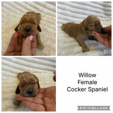 Load image into Gallery viewer, WILLOW - Female Cocker Spaniel - Ready 26 Nov