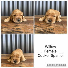 Load image into Gallery viewer, WILLOW - Female Cocker Spaniel - Ready 26 Nov