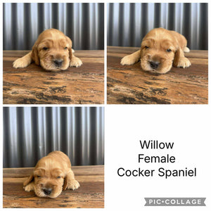 WILLOW - Female Cocker Spaniel - Ready 26 Nov