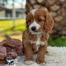 Load image into Gallery viewer, WILLOW - Female Mini Cavoodle - Ready 17th June