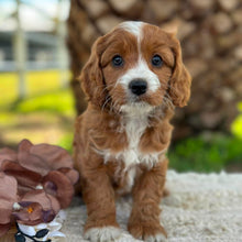 Load image into Gallery viewer, WILLOW - Female Mini Cavoodle - Ready 17th June