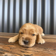 Load image into Gallery viewer, WILLOW - Female Cocker Spaniel - Ready 26 Nov