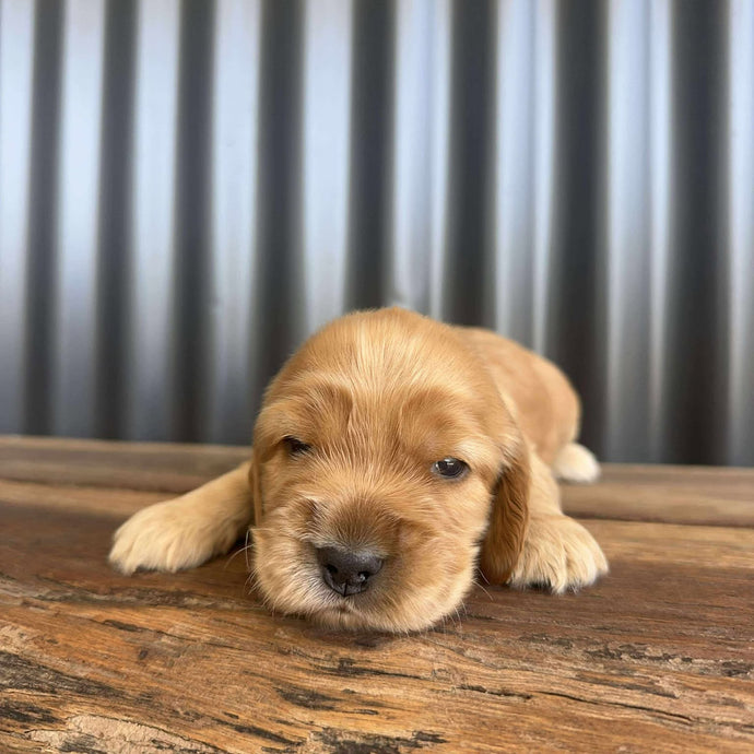 WILLOW - Female Cocker Spaniel - Ready 26 Nov
