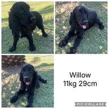 Load image into Gallery viewer, .WALTER - Male Cocker Spaniel - Ready 18th Dec