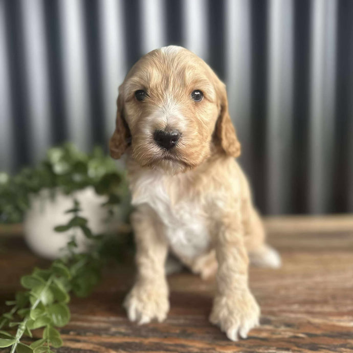 WILSON - Male Toy Spoodle - Ready 6th August