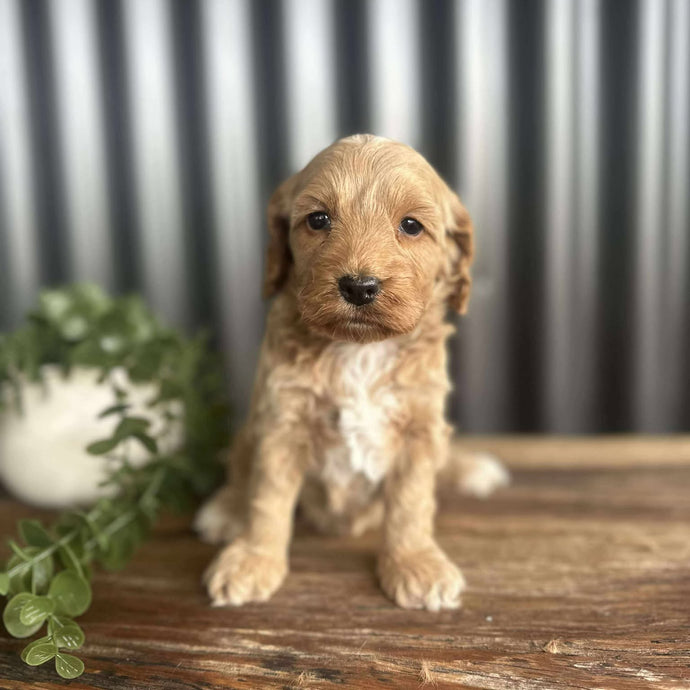 WINNIE - Female Toy Spoodle - Ready 6th August
