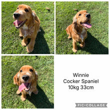 Load image into Gallery viewer, WENDY - Female Cocker Spaniel - Ready 26 Nov
