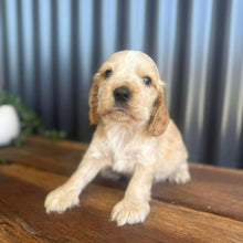 Load image into Gallery viewer, WINSTON - Male Cocker Spaniel - Ready 27th Jan