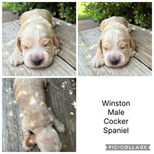 Load image into Gallery viewer, WINSTON - Male Cocker Spaniel - Ready 27th Jan