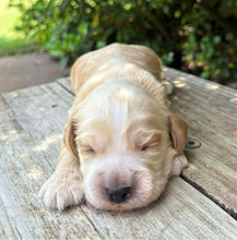 Load image into Gallery viewer, WINSTON - Male Cocker Spaniel - Ready 27th Jan