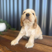 Load image into Gallery viewer, WINSTON - Male Cocker Spaniel - Ready 27th Jan