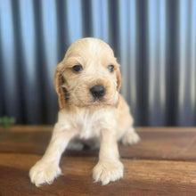 Load image into Gallery viewer, WINSTON - Male Cocker Spaniel - Ready 27th Jan