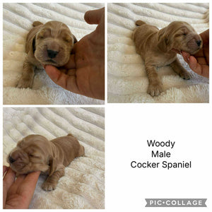 WOODY - Male Cocker Spaniel - Ready 26 Nov