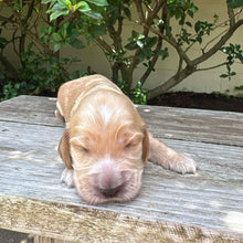 Load image into Gallery viewer, WENDY - Female Cocker Spaniel - Ready 27th Jan