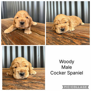 WOODY - Male Cocker Spaniel - Ready 26 Nov