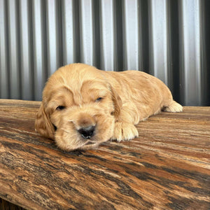 WOODY - Male Cocker Spaniel - Ready 26 Nov