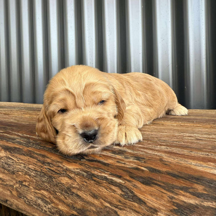WOODY - Male Cocker Spaniel - Ready 26 Nov