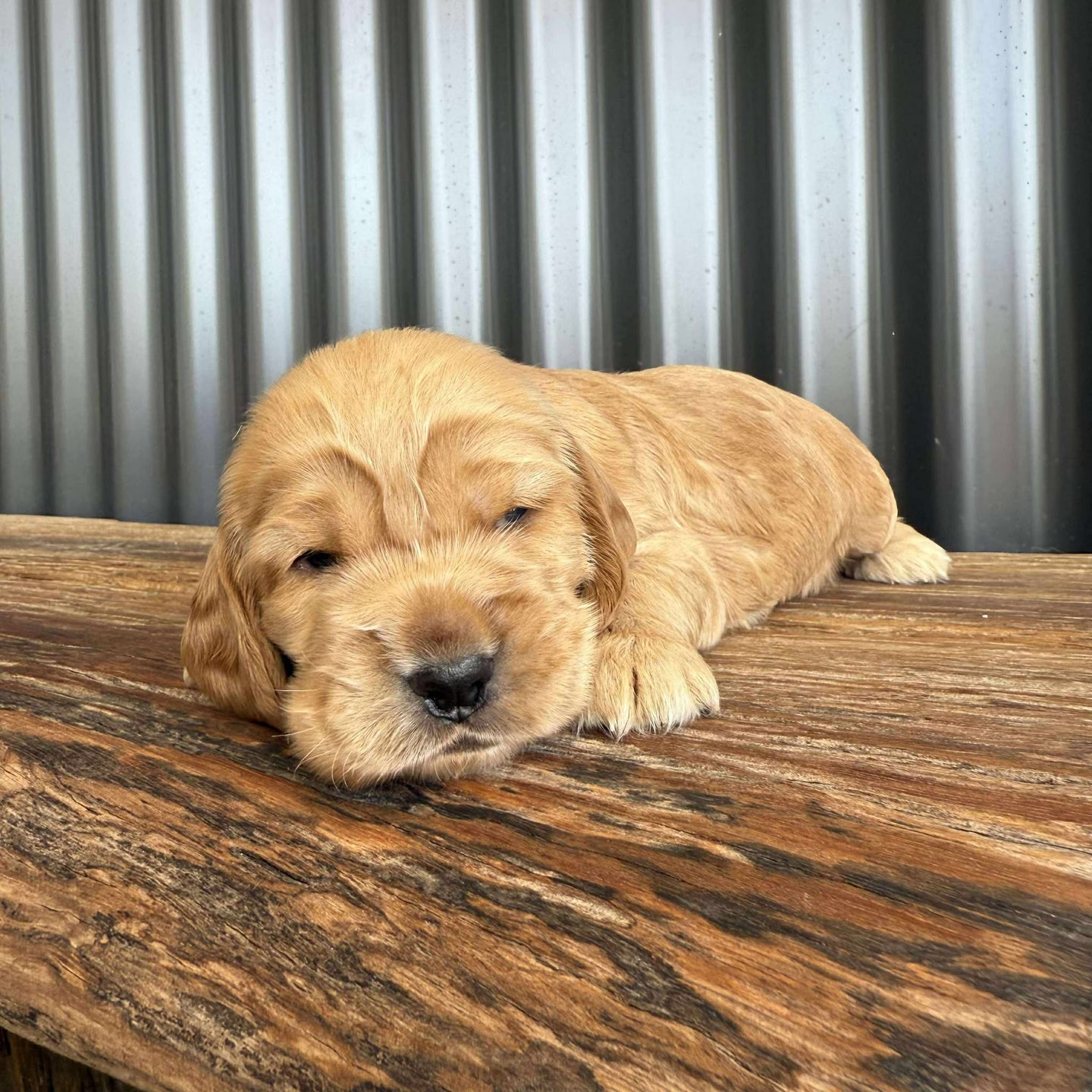 WOODY - Male Cocker Spaniel - Ready 26 Nov