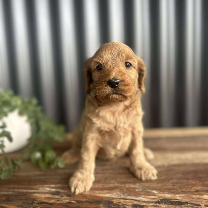WREN - Female Toy Spoodle - Ready 6th August