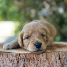 Load image into Gallery viewer, WYATT - Male Mini Groodle - Ready 10th Feb