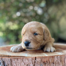 Load image into Gallery viewer, WYATT - Male Mini Groodle - Ready 10th Feb