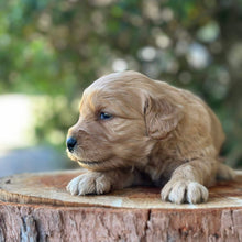 Load image into Gallery viewer, WYATT - Male Mini Groodle - Ready 10th Feb