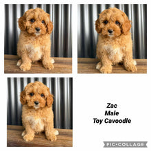 Load image into Gallery viewer, .ZAC - Male Toy Cavoodle - Ready Now