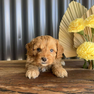 ZAC - Male Toy Cavoodle - Ready 14th August