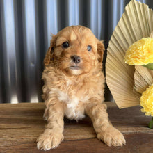 Load image into Gallery viewer, ZAC - Male Toy Cavoodle - Ready 14th August