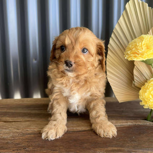 ZAC - Male Toy Cavoodle - Ready 14th August