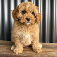 Load image into Gallery viewer, .ZAC - Male Toy Cavoodle - Ready Now