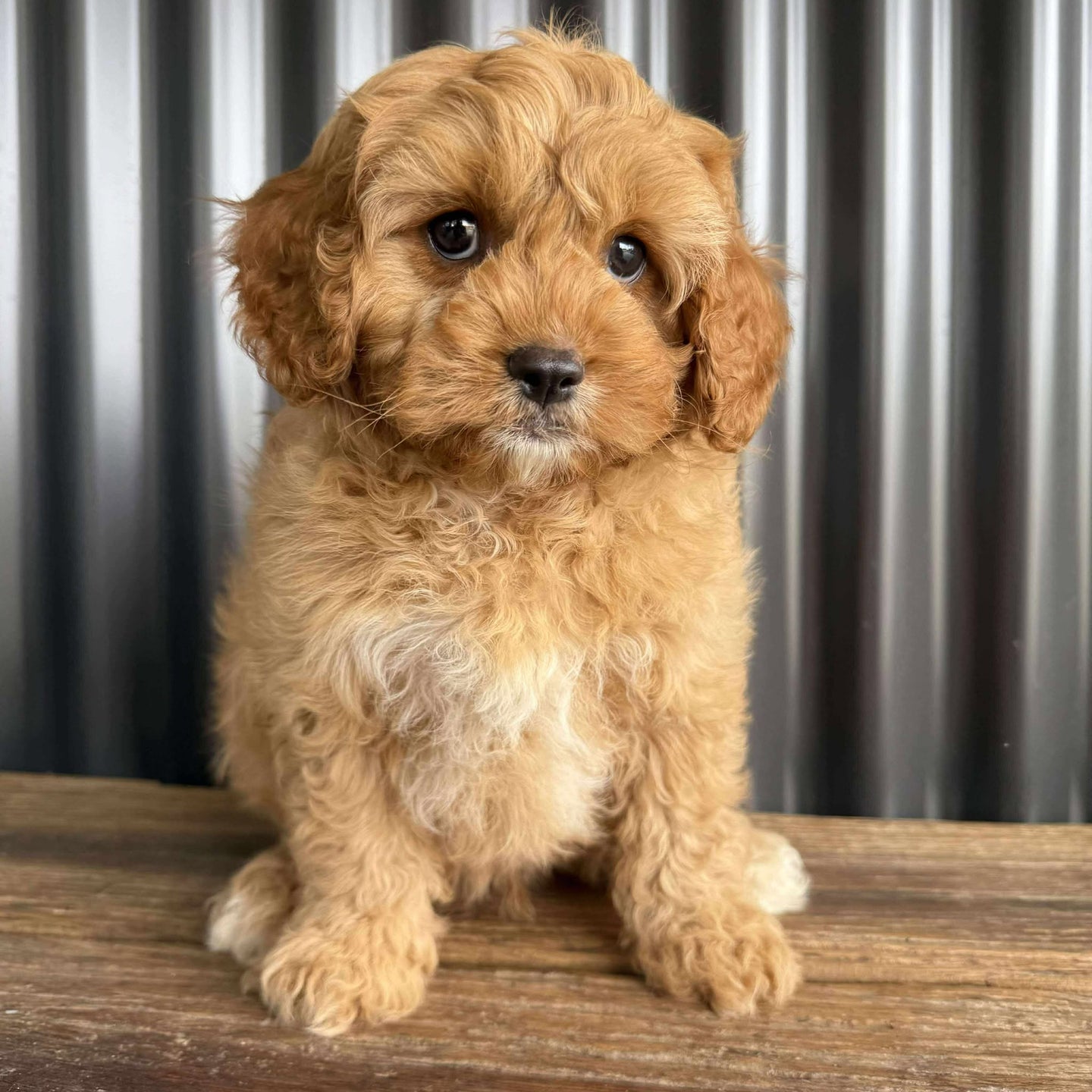 .ZAC - Male Toy Cavoodle - Ready Now
