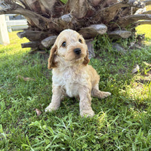 Load image into Gallery viewer, ZAG - Male Toy Spoodle - Ready Now