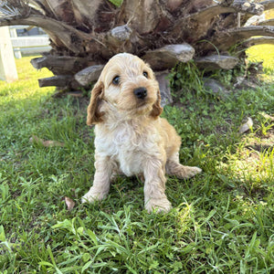 ZAG - Male Toy Spoodle - Ready Now