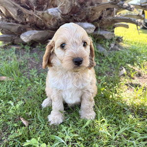 ZAG - Male Toy Spoodle - Ready Now