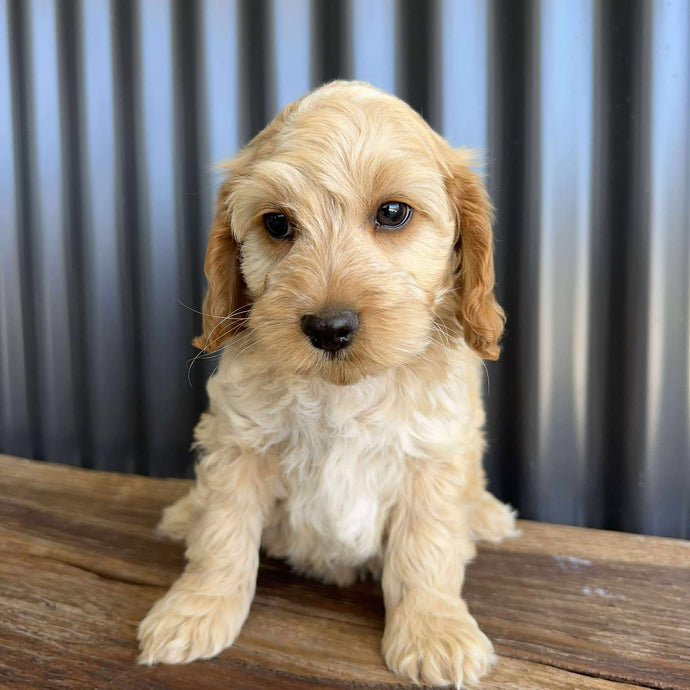 ZAG - Male Toy Spoodle - Ready Now