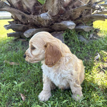 Load image into Gallery viewer, ZAG - Male Toy Spoodle - Ready Now