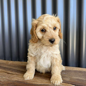 ZAG - Male Toy Spoodle - Ready Now
