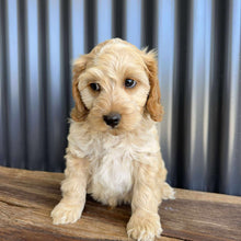 Load image into Gallery viewer, ZAG - Male Toy Spoodle - Ready Now