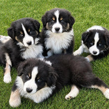 Load image into Gallery viewer, Male &amp; Female - AUSTRALIAN SHEPHERDS - Ready Soon