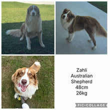 Load image into Gallery viewer, Male &amp; Female - AUSTRALIAN SHEPHERDS - Ready 17th July