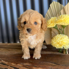 Load image into Gallery viewer, ZARA - Female Toy Cavoodle - Ready 14th August